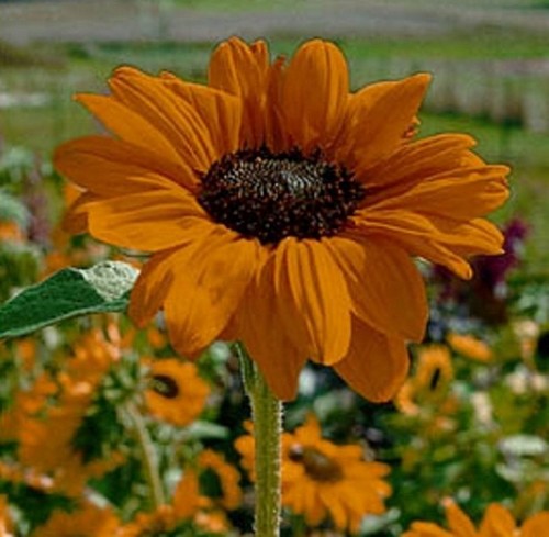 Sonnenblume helianthus soraya - sonnenblume,