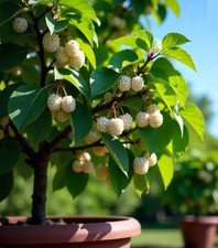 2 x winterharte weiße