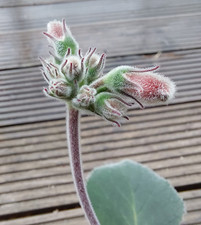 Sinningia iarae, großer