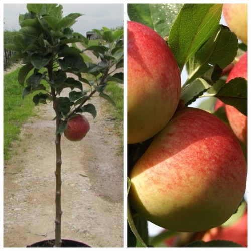 Zwergapfel galina apfelbaum - 'galina',