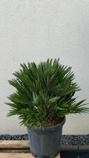Chamaerops humilis "vulcano"