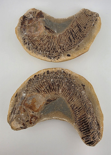 Fischfossil mit gegenplatte - fischfossil,