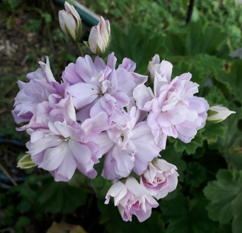 Pelargonie jungpflanze cara - jungpflanze,