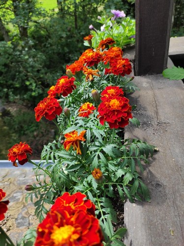Tagetes roter stern 500 - stern,