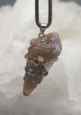 TURMSCHNECKE versteinert