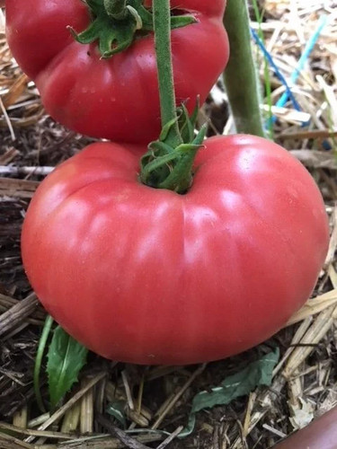 Tomatensamen alte - (7+,