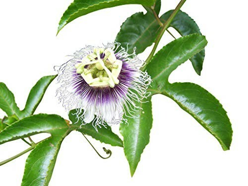Samen blaue passionsblume - samen,