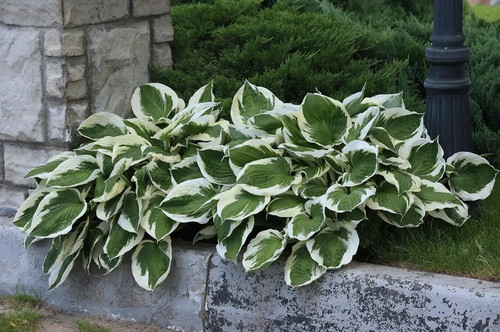 Hosta patriot funkien - 1x, 'patriot'