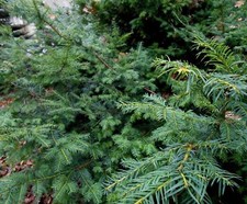30 frische Eiben-Zweige