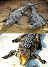 3 D Ansichtskarte Krokodil Krokodile Postkarte Wackelkarte Hologrammkarte Bild