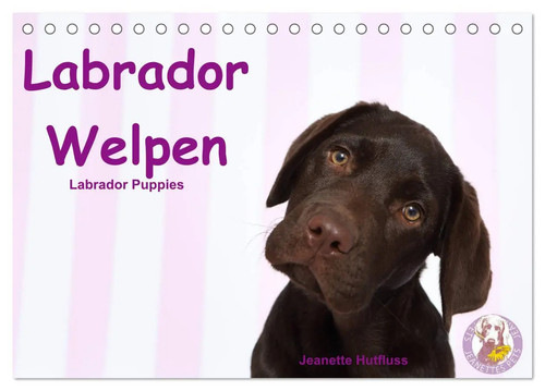 Labrador welpen - labrador,