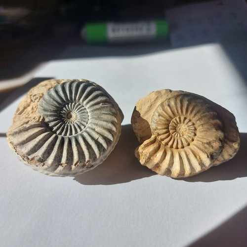 Ammoniten pleuroceras 2 x - pleuroceras,