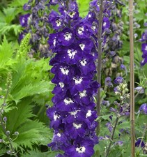 Hoher Rittersporn Elmfreude -