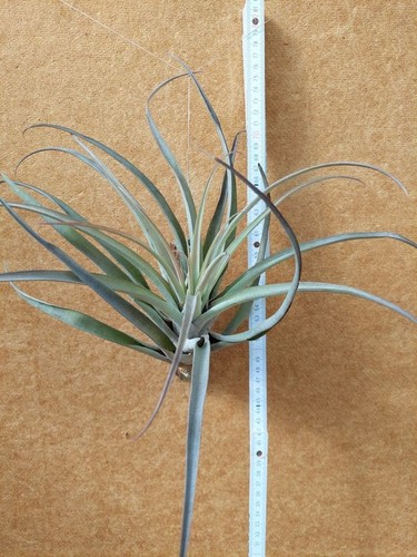 Tillandsia capitata xl - tillandsia, capitata,