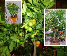 Orangenbaum essbar mediterrane