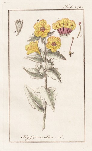 Hyoscyamus albus bilsenkraut - hyoscyamus,