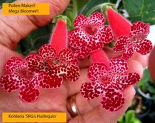 Jungpflanze Mini Kohleria Saliba "Harlequin" + gratis Achimenes, Semper Vivum ..