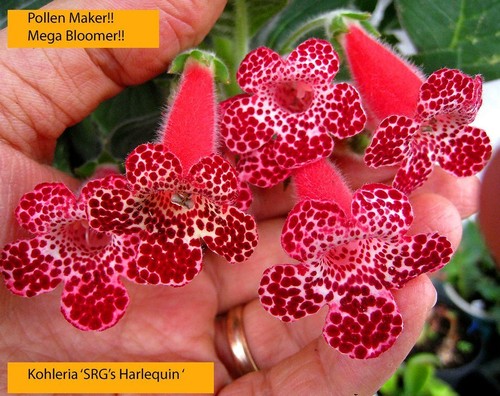 Jungpflanze mini kohleria - jungpflanze,