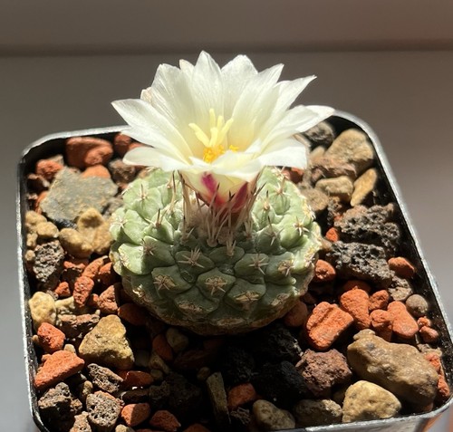 Strombocactus disciformis - , 25