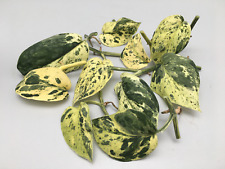 Scindapsus Jade Satin Creme