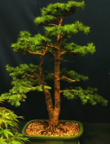 Super samen garten bonsai - super,