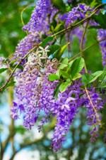 SAMEN  Königinnenkranz Petrea volubilis Duft-und Blumen seltene Kübelpflanze