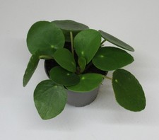 Pilea peperomioides geldbaum - pilea,