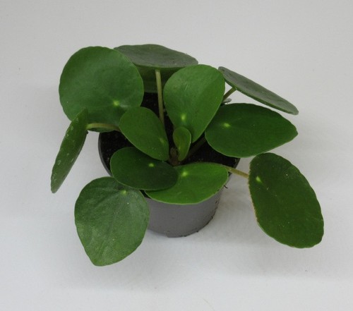 Pilea peperomioides geldbaum - peperomioides,