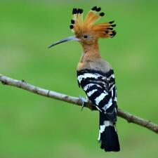 Wandbild: Eurasischer