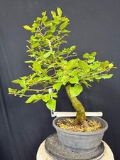 Hainbuche Bonsai Prebonsai