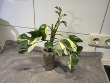 Rhaphidophora Tetrasperma