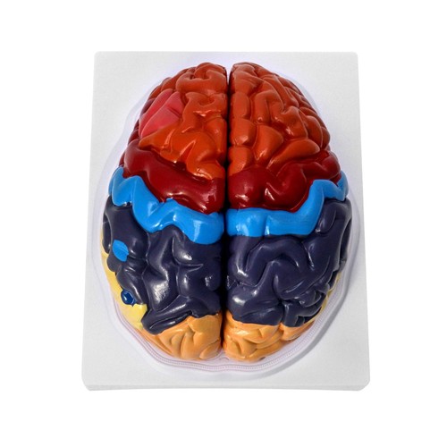 Gehirn anatomie modell - gehirn,