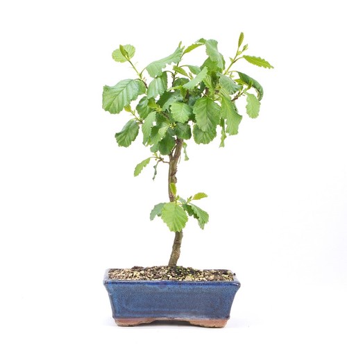 Bonsai schwarzerle alnus - schwarzerle, 'alnus