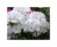 10x Geranien Multibloom F1