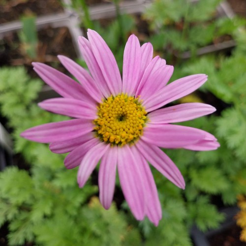 Bunte garten margerite - margerite, rosa