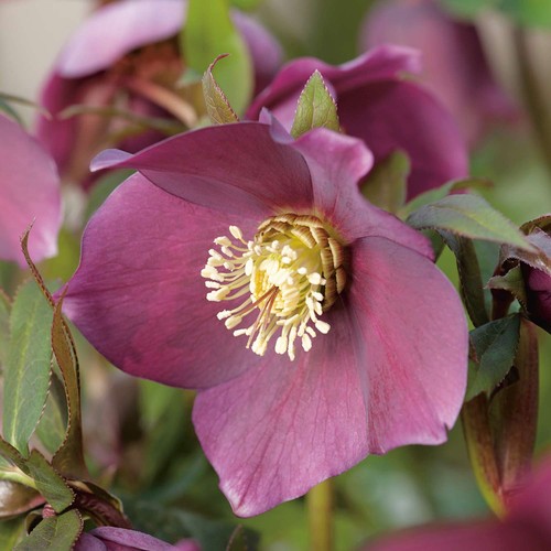 Christrose schneerose - christrose,