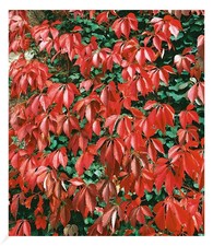 Wilder Wein 'Quinquefolia', 1