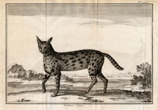 2 antike Drucke - Panther -