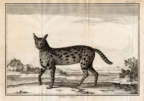 Antike drucke panther - 2,