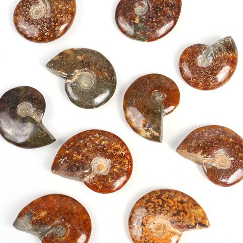 Ammonit cleoniceras fossil - ammonit,
