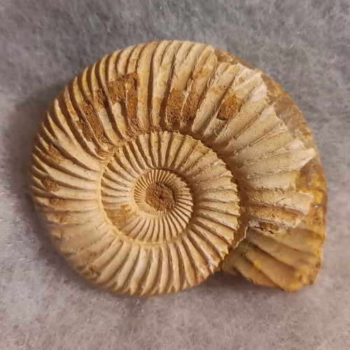 Perisphinctes sp6 5cm ammonit - perisphinctes,