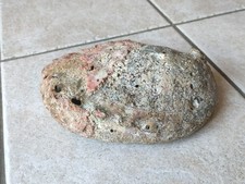 Große Abalone Muschel 616g /