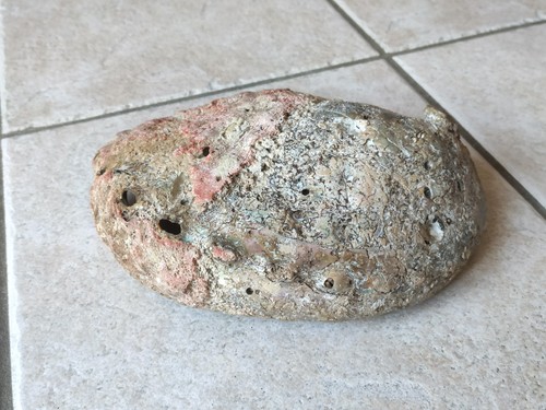 Große abalone muschel 616g - abalone,