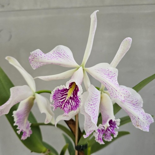 Cattleya maxima semi alba x - cattleya,