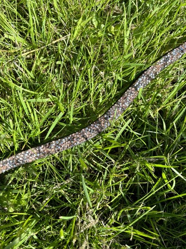 Stirnriemen vollblut - stirnriemen,