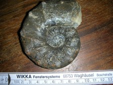 fossilien tierfossilien Ceratites Muschelkalk