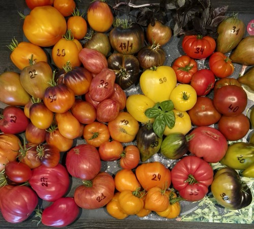 Tomaten saatgut mix sofias - tomaten,