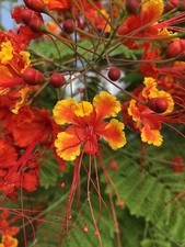 20 seeds Caesalpinia