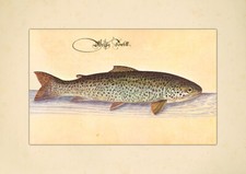 Weiße Forelle Meerforelle Lachsforelle Speisefisch  Leonhardt Baldner 070