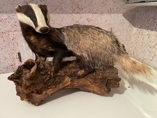 Dachs Präparat Ausgestopftes Tier Tierpräparat Ganzkörper Wurzel Baumstamm